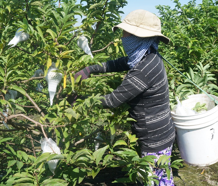 Thu hút đầu tư phát triển Nông nghiệp công nghệ cao:  Còn nhiều khó khăn